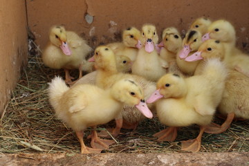 ducklings