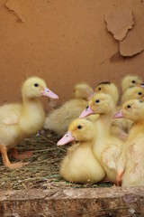 ducklings