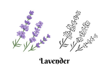 Lavender flowers isolated on white background. Three branches of fragrant plant. Vector color illustration and black and white outline. Cartoon flat style.