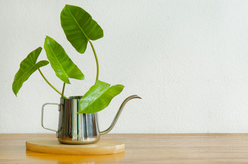 Burle Marx Philodendron,indoor green leaves plant in stainless steel kettle on wooden table table...