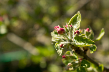 Pinke Knospen eines Apfelbaumes im Frühling.