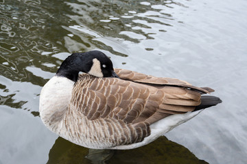Ducks floating on Camden town Regent canal, in London