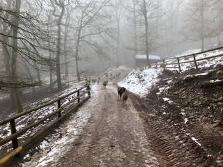 Ziegenherde im Wald bei Nebel