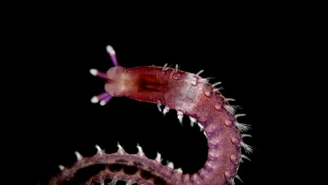 Polychaeta worm under a microscope, the family Eunicidae, marine worms, there are parasites and predators, reach 3m long, this sample is young and only a few millimeters