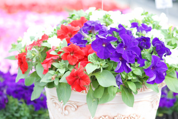 Petunia in the pot, Mixed color petunia