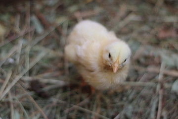 chickens