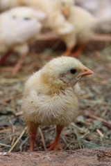 chickens
