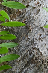 Close-Up Of Leaves Against Blurred Background.