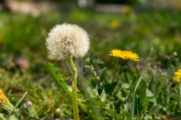 Die Pusteblume steht für Hoffnung, Wünsche, Neubeginn, aber auch Vergänglichkeit.