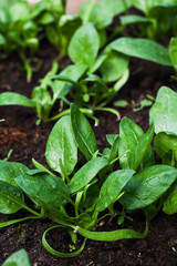  Fresh spinach in the garden. The concept of agriculture, farming. Eco products growing in a greenhouse.