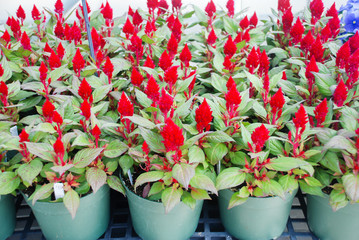 Red Celosia Plumosa in potted, dwarf celosia. Pot plants