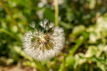 Die Pusteblume steht für Hoffnung, Wünsche, Neubeginn, aber auch Vergänglichkeit.