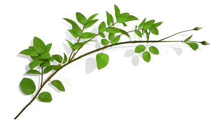 Obraz na płótnie Canvas Stem of a rose with leaves and buds - illustration 3d rendering