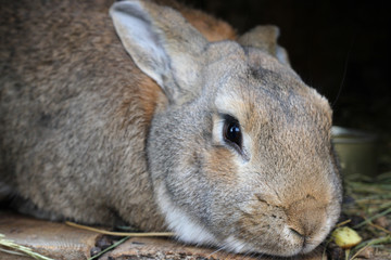 rabbit