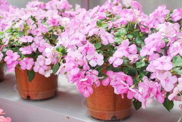 pink impatiens, Busy Lizzie, scientific name Impatiens walleriana flowers also called Balsam