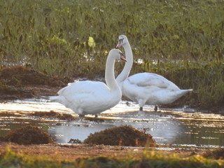 Dwa łabędzie w słonecznym miejscu na wodzie
