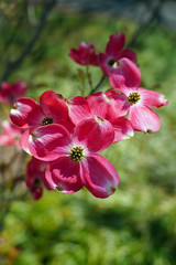 Close-up of a pink dogwood (cornus) flower on the tree in the spring