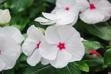 foliage vinca flowers, white vinca flowers (madagascar periwinkle)