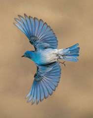 Male Mountain Bluebird Wings Wide