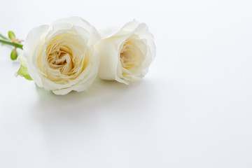 White Rose. Flower background image.