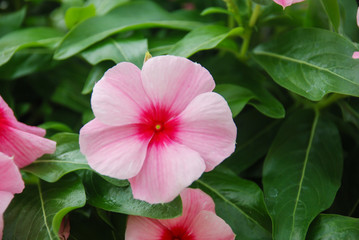 foliage vinca flowers, pink vinca flowers (madagascar periwinkle)