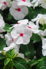 foliage vinca flowers, white vinca flowers (madagascar periwinkle)