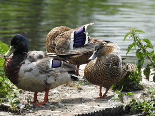 Trzy kaczki stoją na platformie © Rafal