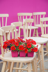Petunias in the tray,Petunia in the pot, red petunia on the wood chair