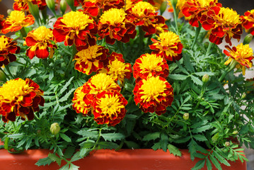 Tagetes patula french marigold in bloom, orange yellow flowers, green leaves