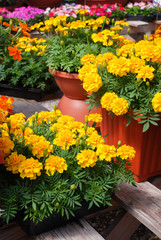Fototapeta na wymiar Tagetes patula french marigold in bloom, orange yellow flowers, green leaves