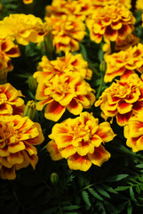 Tagetes patula french marigold in bloom, orange yellow flowers, green leaves