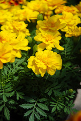 Tagetes patula french marigold in bloom, yellow flowers, green leaves