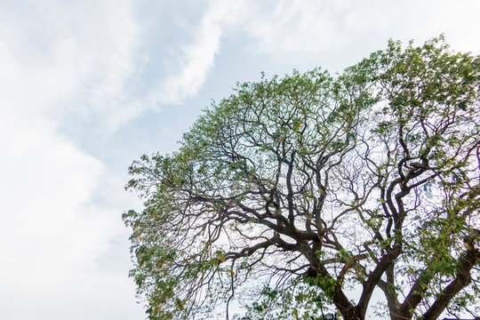 The tree canopy with sky as background
