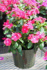 foliage vinca flowers, pink vinca flowers (madagascar periwinkle)