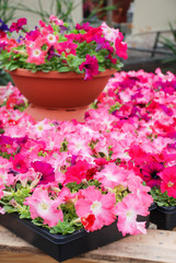 Petunia in the pot, Mixed color petunia