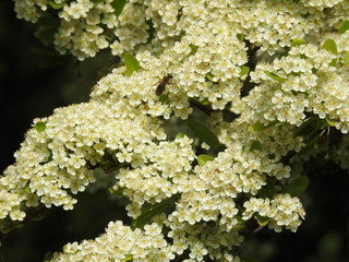 Białe kwiaty © Rafal