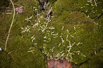 rusty  iron  with green moss