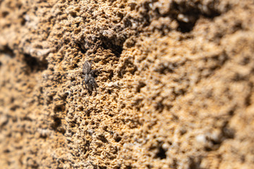 Brick wall of yellow shell rock. Closeup of shell stone texture. Background.