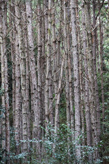 SW - NATUREZA 07
