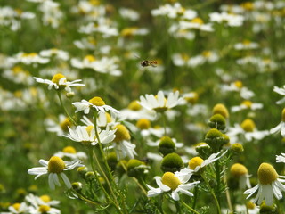 Kwiaty polne i latający insekt © Rafal