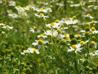 Kwiaty polne biało-żółte © Rafal