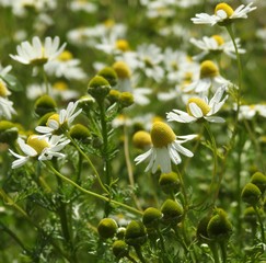 Kwiaty polne w zbliżeniu © Rafal