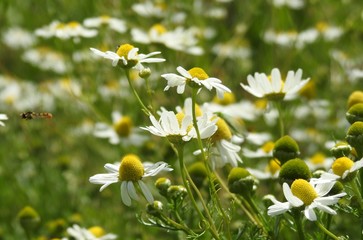 Kwiaty polne  © Rafal