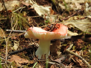 Grzyb leśny © Rafal