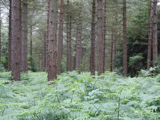 Paprocie i las © Rafal