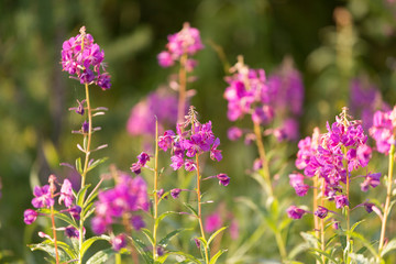 flowers of Fireweed, Chamaenerion angostifolium on a sunny summer day