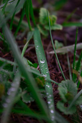 drops