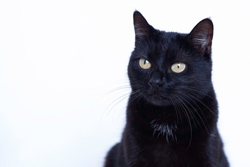 Obraz premium Chat noir