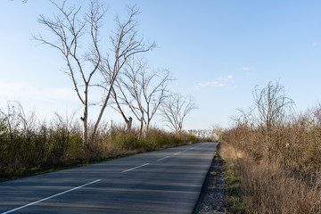 Empty road, dried trees along the road