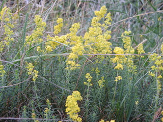 Żółte kwiaty na łące